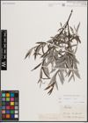 Foto von Salix eleagnos Scop.
